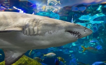 Ripley's Aquarium of Canada