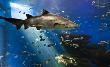 Palma Aquarium