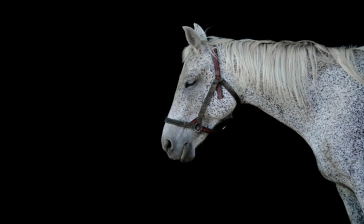 Club Hipico El Ranchito