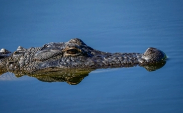 Gatorland