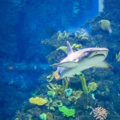 Audubon Aquarium
