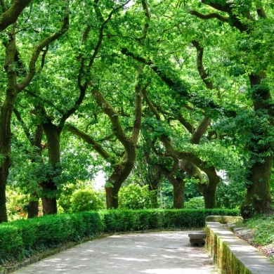 Parque da Alameda (Santiago de Compostela)