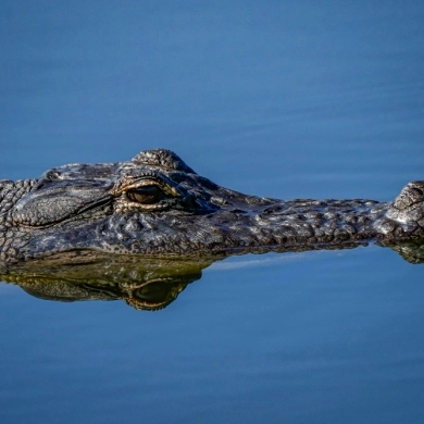 Gatorland
